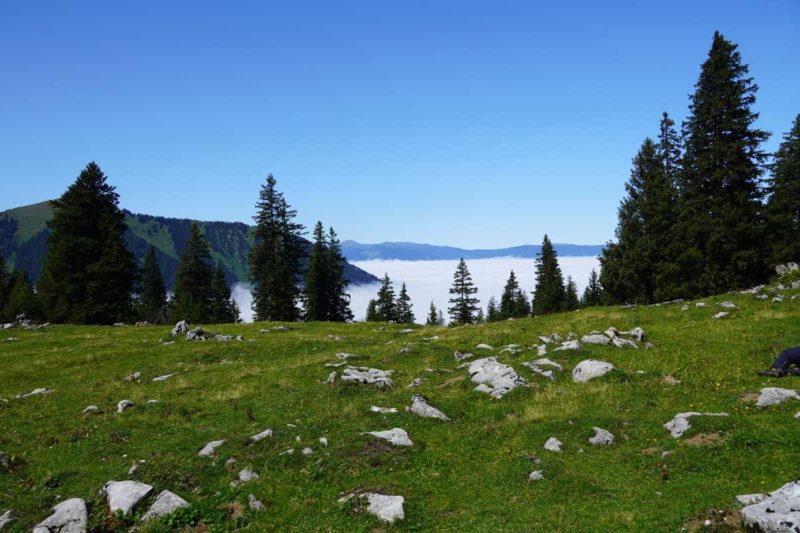 You are currently viewing Älggialp August 2019